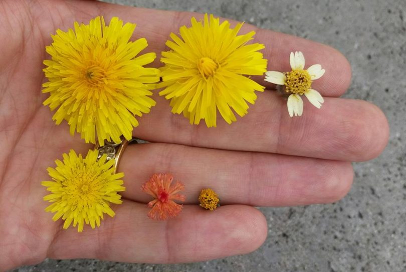 Serralha como plantar como é usada e seus benefícios Tudo Ela