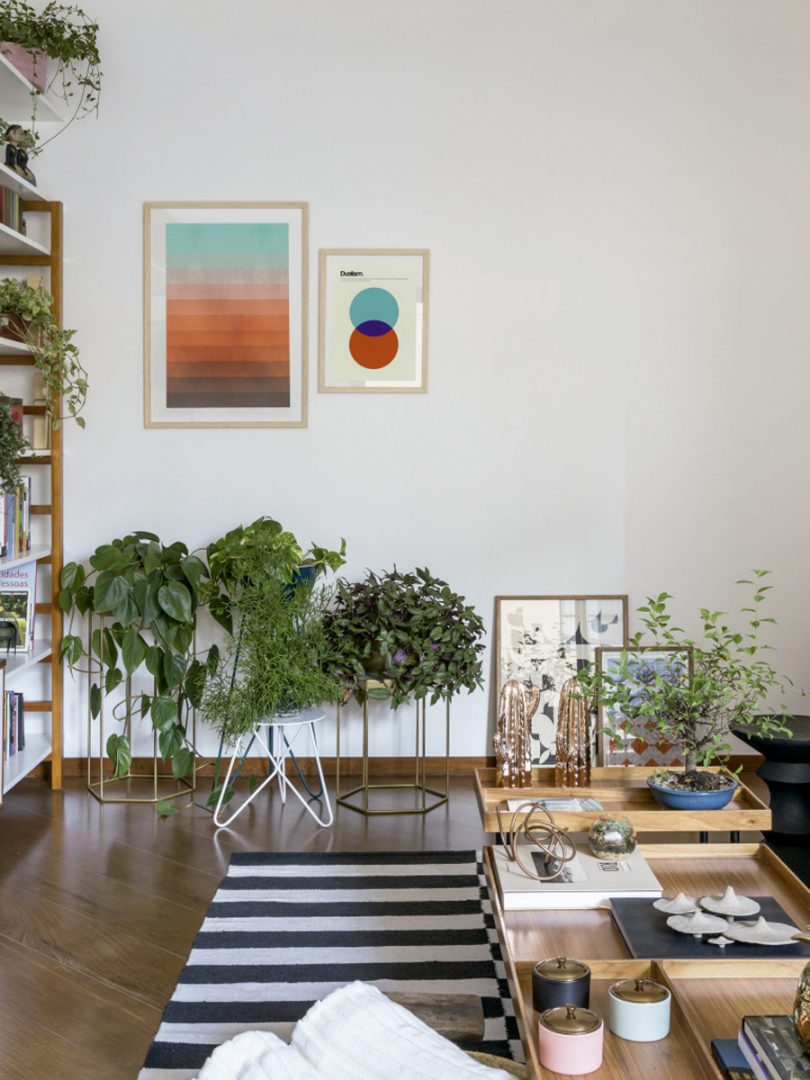 Plantas para sala 31 ideias para incrementar sua decoração