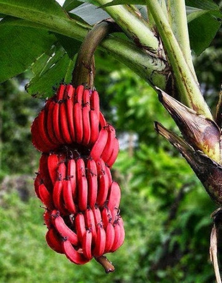 Banana vermelha: conheça os benefícios para a saúde