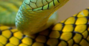 cropped-Sonhar-com-cobra.jpg