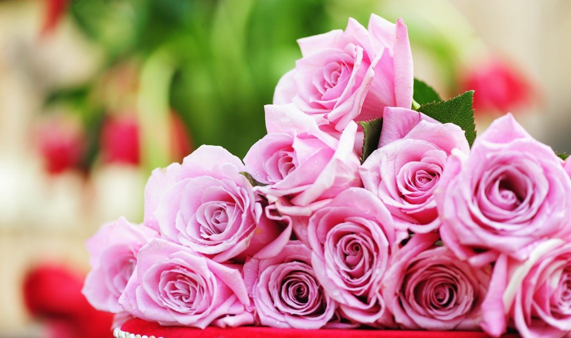 Rosas: Curiosidades e Dicas de Cultivo - Tudo Ela