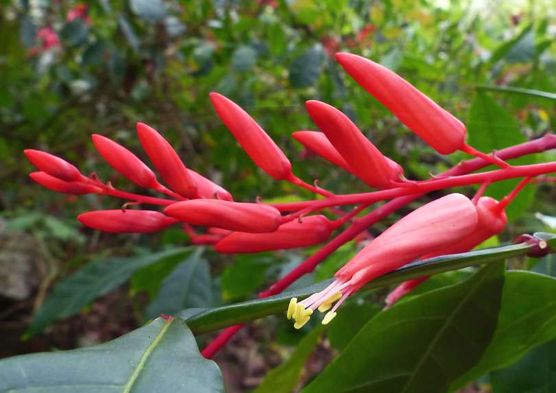 Conheça aqui os benefícios da quássia para a saúde e como usar