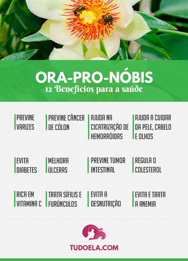 Ora Pro Nóbis Saiba Tudo Sobre Essa Planta Tudo Ela