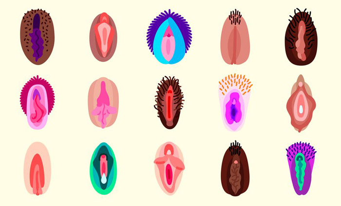 Tipos de vagina