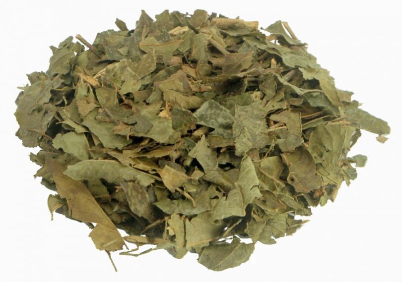 Propriedades, benefícios e receitas do chá de porangaba - Tudo Ela